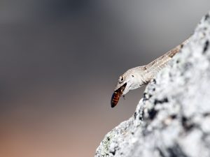 Izinkan Saya Untuk Tidak Melakukan Sunah Berburu Cicak