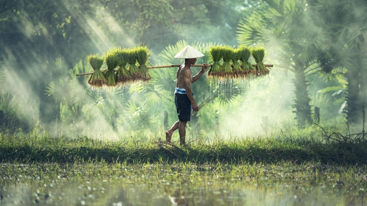 Uraikan Secara Singkat Potensi Agrikultur Di Indonesia Sejarah