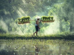 Dana Desa dan Kesejahteraan Masyarakat Petani