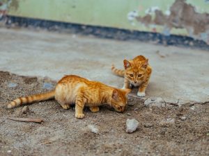 Ngangsu Kawruh Pada Kucing dan Lampu Merah