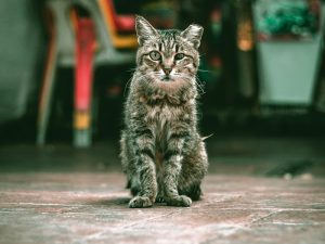 Menjadi Kucing Liar Itu Berat, Kamu Tak Akan Sanggup!