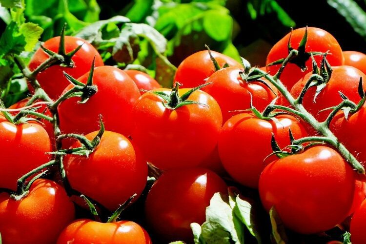 5 Tips Membedakan Saus Tomat Asli dengan Saus Tomat Palsu yang Bau Kaki
