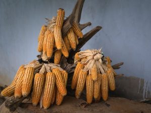 Jagung Titi, Tuak Putih dan Wasiat Terakhir Mama