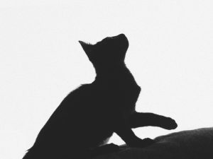 Menabrak Kucing Bisa Mengalami Kesialan, Tapi Tidak Menabrak Kucing Bisa Mengalami Kesialan Juga