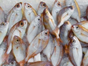 Pertempuran Ikan Asin Antara Hotman Paris dan Galih Ginanjar