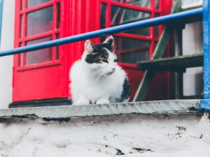 Hikayat Kucing dan Kecoa