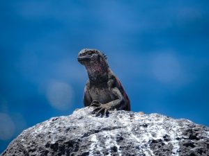 Tamparan Keras Dari Si Biawak Raksasa