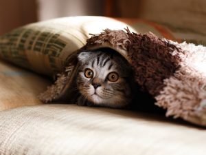 Rekomendasi Film buat Para Pencinta Kucing