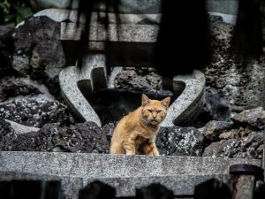Kenapa Harus Takut Kucing?