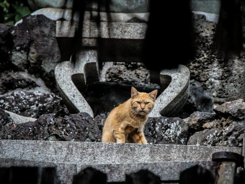 Kenapa Harus Takut Kucing? u2013 Terminal Mojok