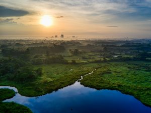 Mengkhawatirkan Flora dan Fauna Jika Ibu Kota Pindah ke Kalimantan
