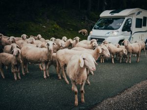 Jalur Pedestrian Kian Menyempit, Kambing-Kambing pun Ikut Mengekspansi