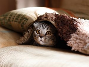 Pertunjukan Debus Memang Keren, Tapi Nggak Nyemil Kucing Hidup-Hidup Juga Kali!