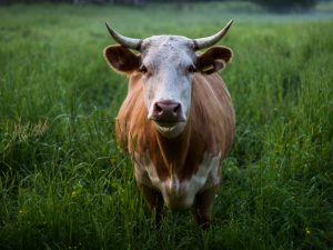 Hikayat Orang Kudus yang Tidak Makan Sapi dan Orang Lamongan yang Tidak Makan Lele