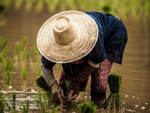 Pengalaman Saya Sebagai Anak Petani