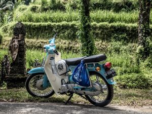 Peluang Bisnis di KKN Desa Penari
