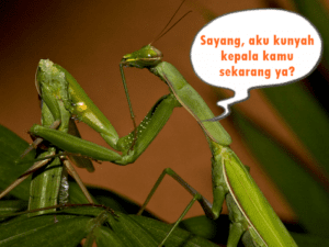 Hewan-hewan Ini Lebih Bucin dari Fiersa Besari