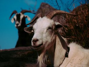 Susah Cari Kerja Setelah Lulus Kuliah? Jangan Ternak Lele, Ternak Kambing Aja Bosqu!