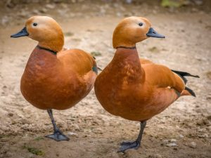 Lima gerakan Jurus Bebek Cuek untuk Menghadapi Orang yang Sok Tahu