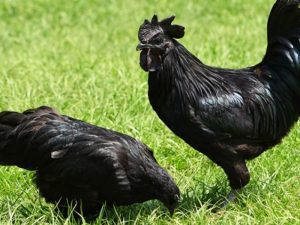 Merayakan Era Dark Mode dengan Richeese Black: Seberapa ‘Dark’ Kamu?