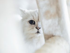Viral Kucing Ras Dicekoki Miras Ciu: Kebelet Terkenal Apa Gimana Ya?