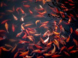 Apa Salahnya Punya Cita-Cita Sebagai Peternak Ikan?