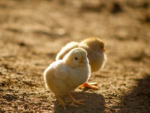 Pemberian Anak Ayam Pada Pelajar di Bandung: Terobosan Cerdas yang Nggak Dimiliki Kepala Daerah Lainnya!