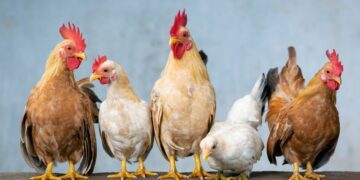 Menghitung Ongkos dan Untung Usaha Beternak Ayam untuk Pemula