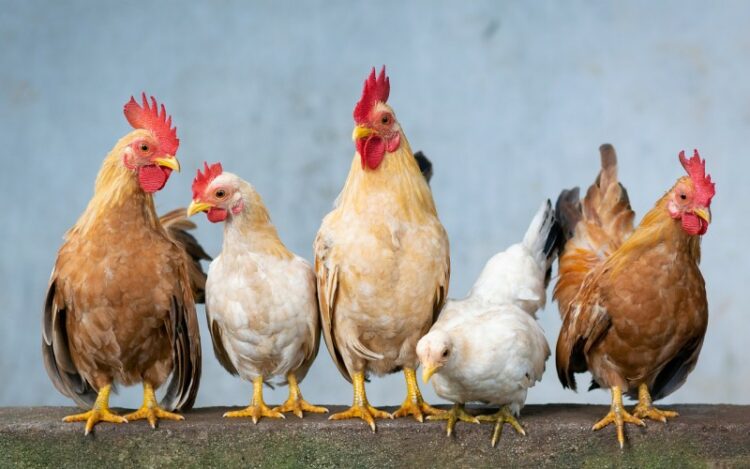 Menghitung Ongkos dan Untung Usaha Beternak Ayam untuk Pemula
