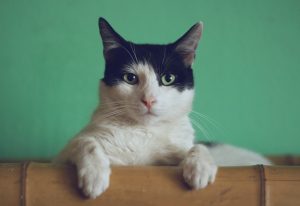 Ngakunya Pecinta Kucing, tapi Cuma Cinta Kucing Impor