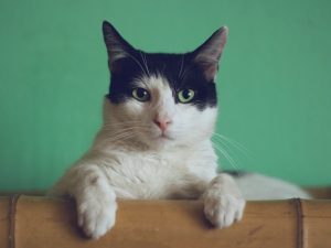 Alasan Kucing Sangat Suka Tiduran di Atas Laptop