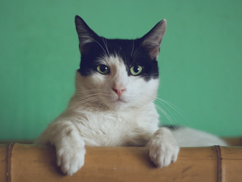 Alasan Kenapa Kucing Sangat Suka Duduk dan Tiduran di Atas Laptop Beragam Cara Klaim Wilayah: Dari Kasus Natuna Utara Sampai Kucing Rumahan