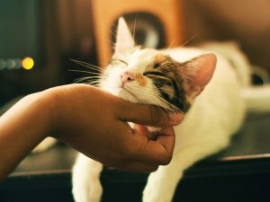Kenapa Ada Orang yang Gampang Banget Jahatin Kucing?