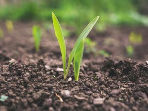 Sorry, yah, Jurusan Pertanian Kuliahnya Bukan Cuma Nanem Padi di Sawah