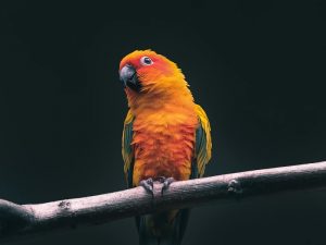 Bahayanya Ngomongin Burung Bareng Cowok