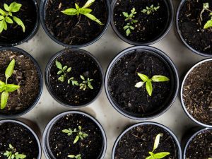 Urban Farming itu Tidak Hanya Siram Lalu Nunggu Panen seperti di Shopee