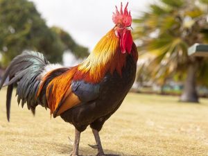 Di Situbondo, Sabung Ayam Bisa Jadi Sarana Dakwah yang Efektif