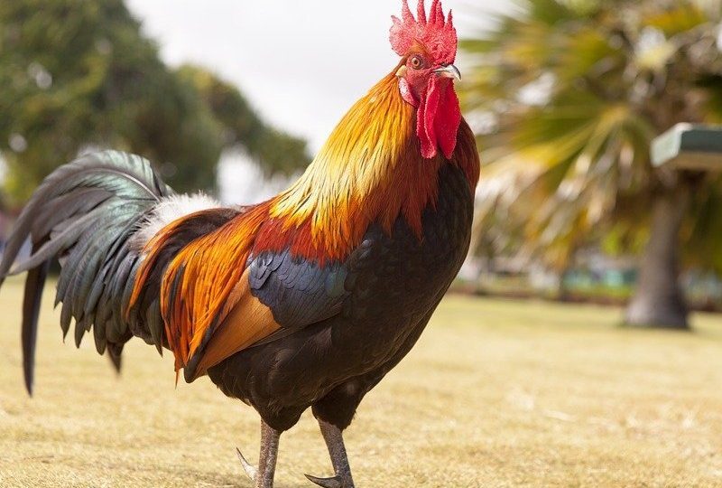 Pengalaman Absurd Punya Bapak Kos Yang Hobi Pelihara Ayam Terminal Mojok