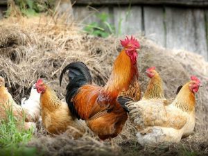 Mengenal Jenis-jenis Ayam Beserta Kepribadiannya