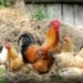Tips Beternak Ayam di Rumah untuk Pemula