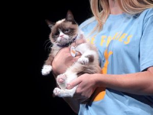 6 Kebiasaan Kucing yang Nyebelin Banget! Nggak Ada Lucu-lucunya