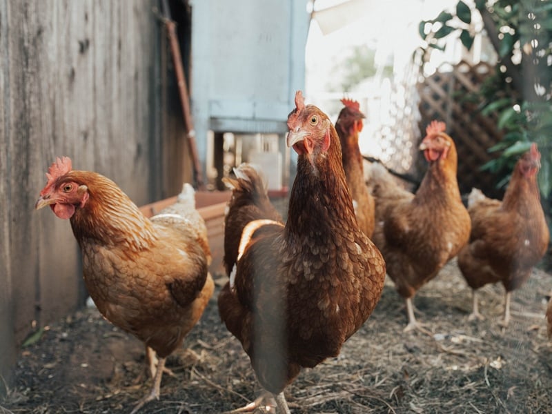 Cara Memperlakukan Setiap Jenis Ayam Sesuai dengan Kodrat Alamiahnya