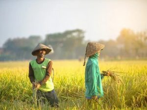 Cieee yang Pengin Buka Sawah Padahal Dulu Sukanya Gusur Sawah