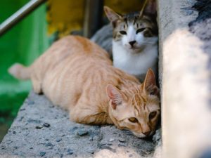 Pengalaman Street Feeding dan Catatan Hati untuk Pemilik Kucing Ras