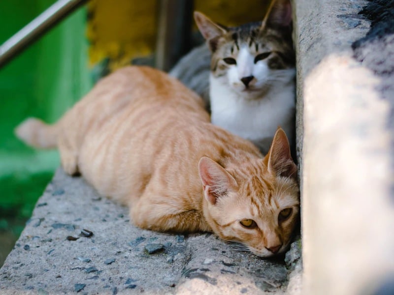 5 Macam Kepribadian Kucing Kompleks Berdasarkan Observasi Lapangan terminal mojok.co