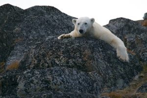 Menjawab Rasa Penasaran Soal Icon dan Iklan Susu Bear Brand