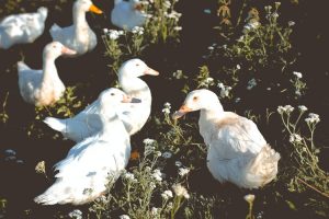 Alasan Berternak Bebek Lebih Nggak Bikin Repot daripada Berternak Ayam