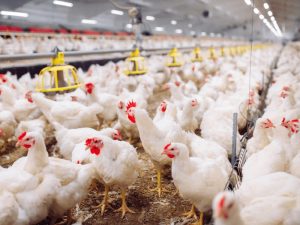 Komentar Ayah atas Tulisan Saya tentang Larangan Usaha Ternak Ayam