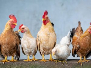 Mitos Bagian Tubuh Ayam yang Nggak Boleh Dimakan Itu Cuma Akal-akalan Orang Tua Saja