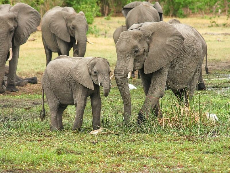 gajah hamil mati berdiri di india petasan dalam nanas penyiksaan hewan mojok.co